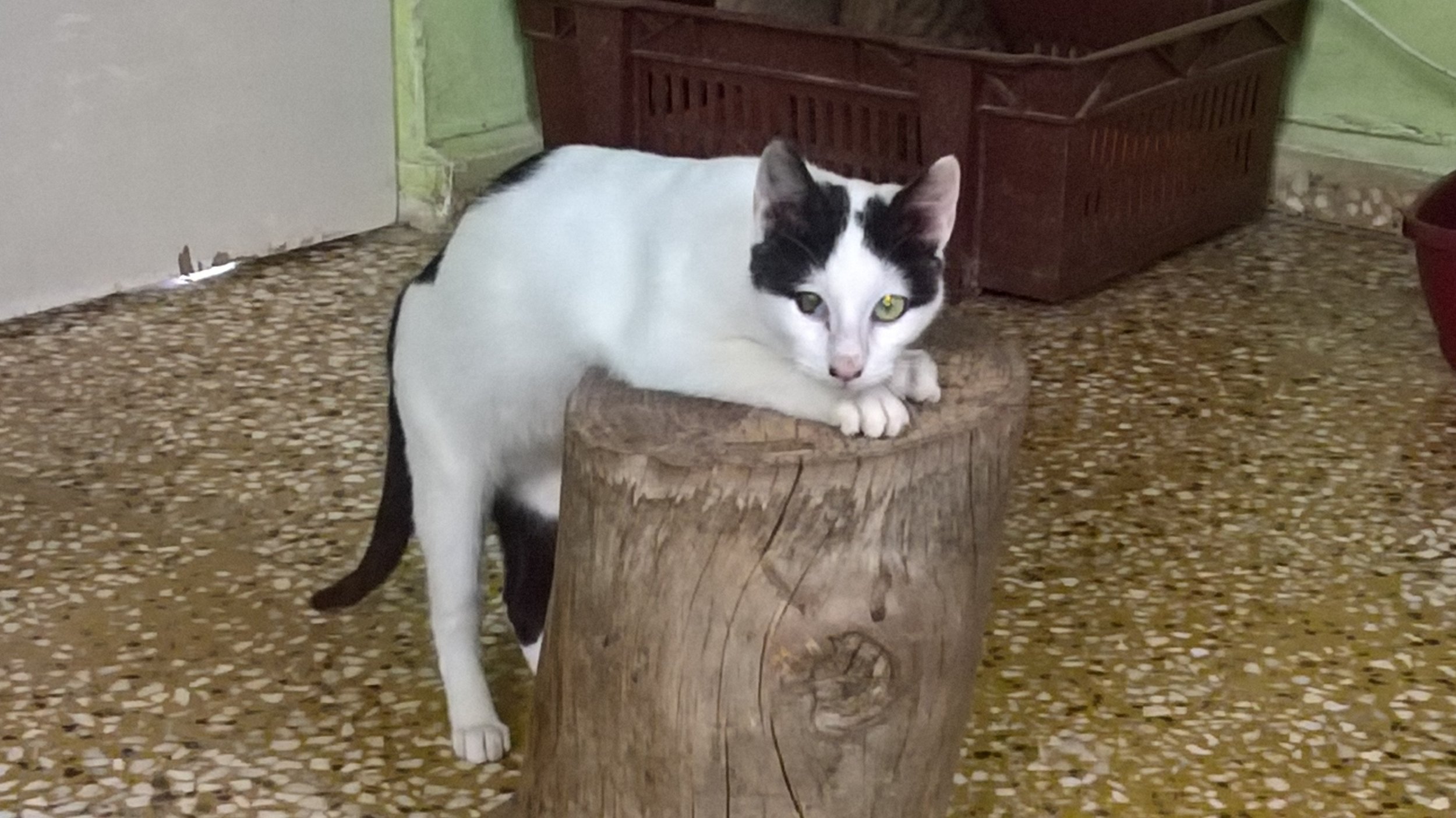 And playful too