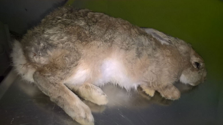 Very weak, he was unable to stand or eat