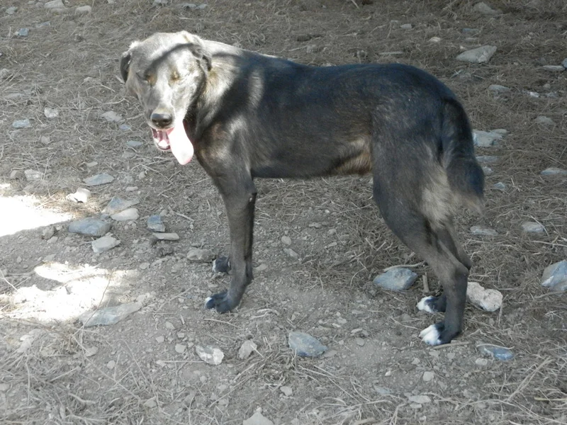 Won't you consider giving him a home?