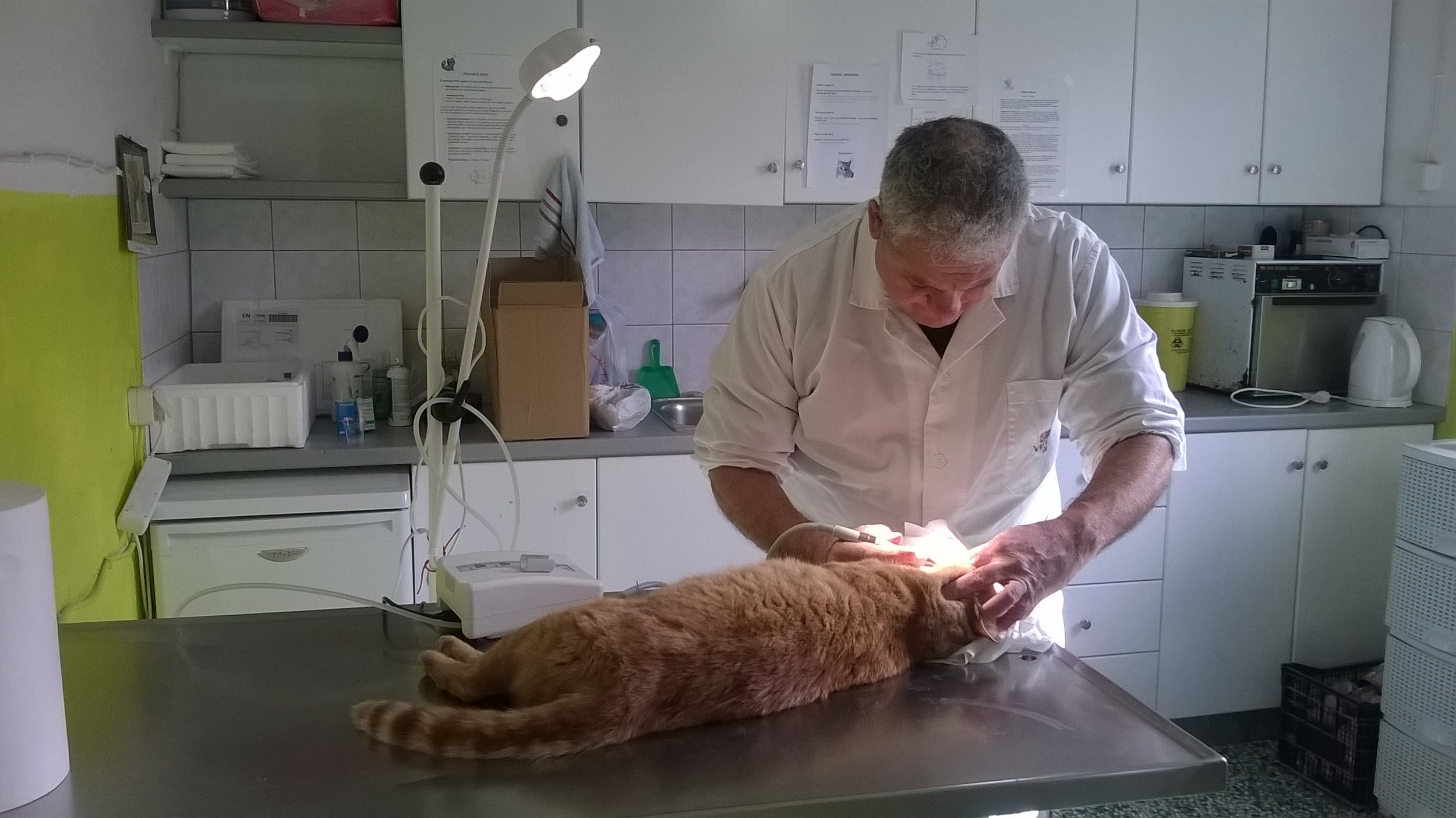 Cleaning the teeth of a stray cat with chronic stomatitis