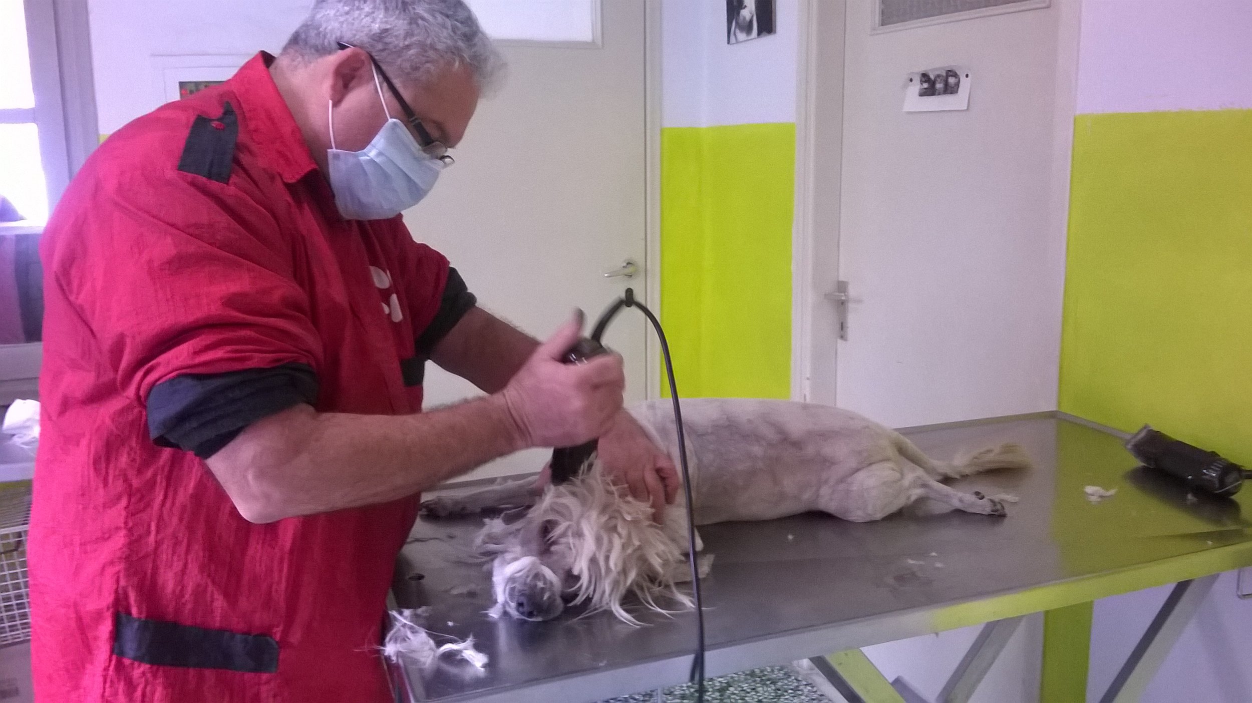 Grooming of a local family's dog