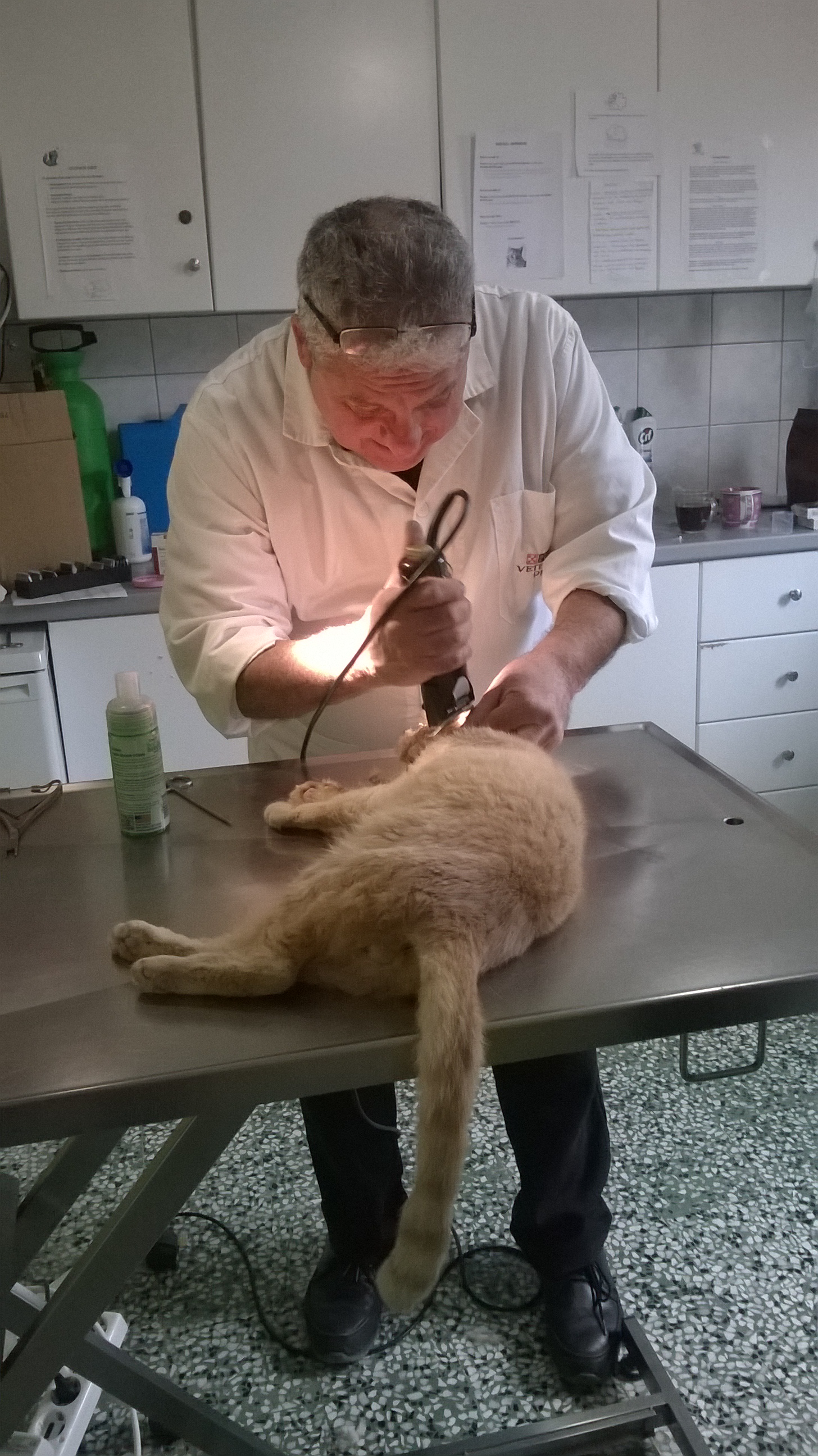 Cleaning an abscess on a stray cat