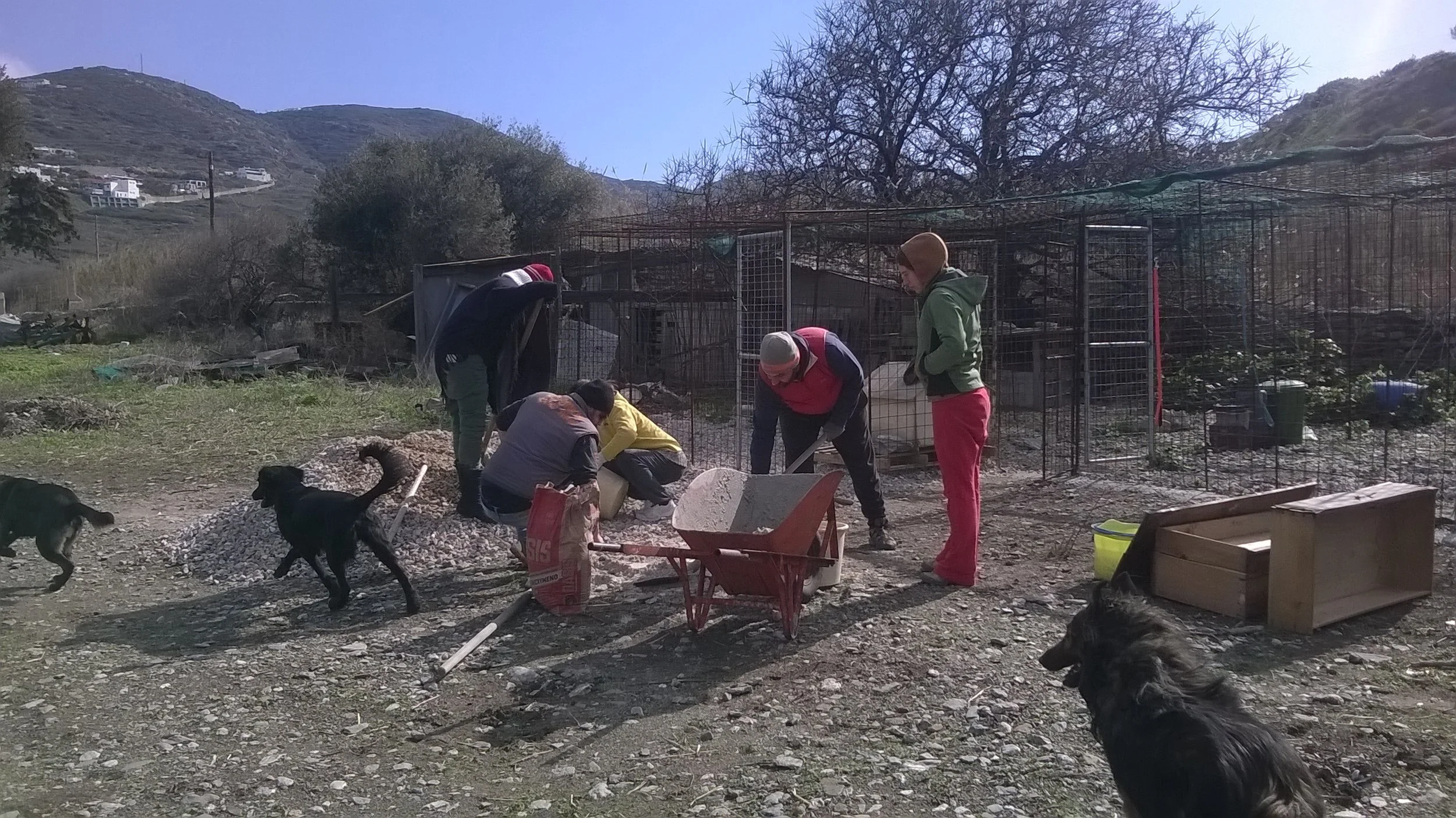 Help us help the dogs of AZI