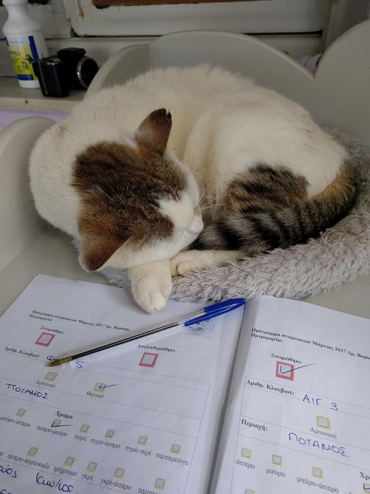 Sara, a cat from our shelter, performing secretarial duties