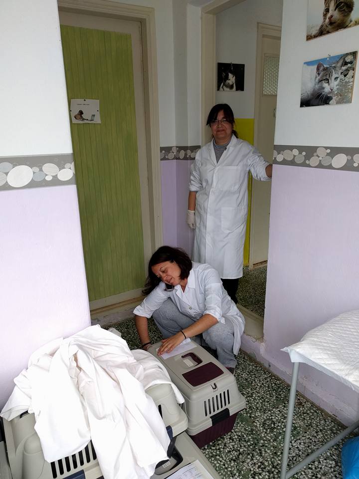 Program coordinator Litsa Passari and volunteer Hariklia Psaki assisting the vet