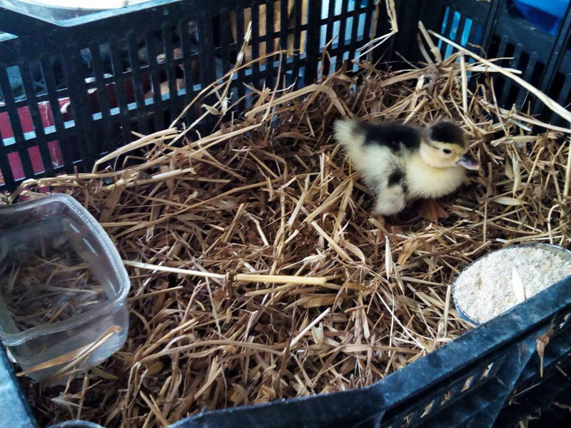 In his new temporary home