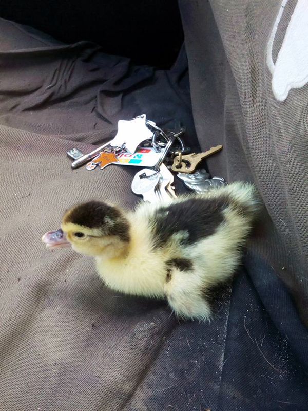  The first duckling being rescued on Saturday 