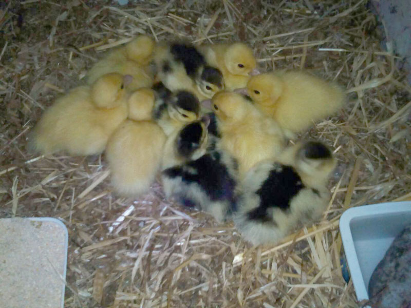  All the ducklings together in their foster home 