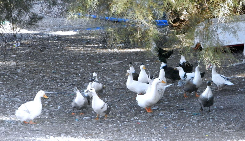  The duck colony on the beach of Katapola of Amorgos 