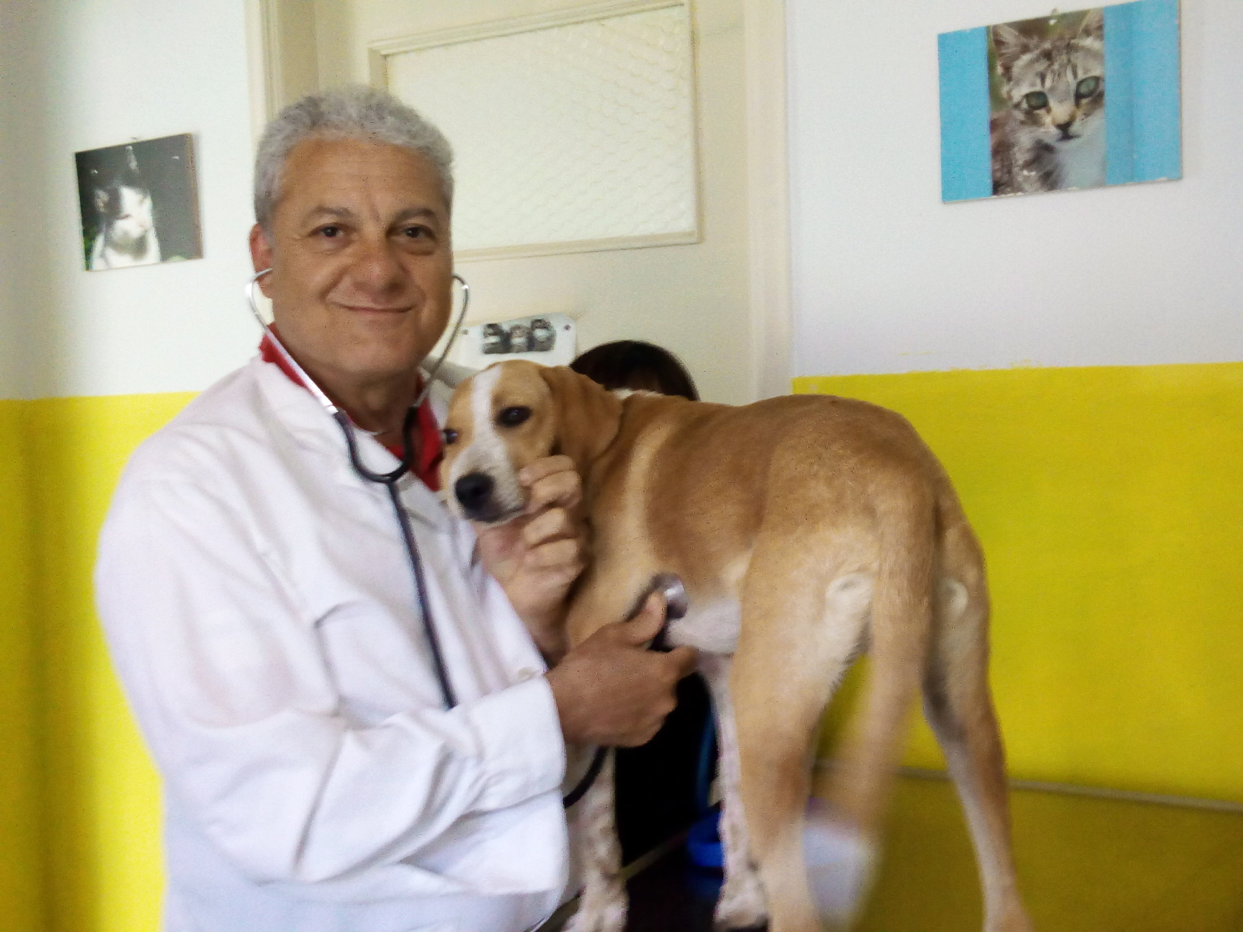 Dr. Vasalakis examines puppy Berto