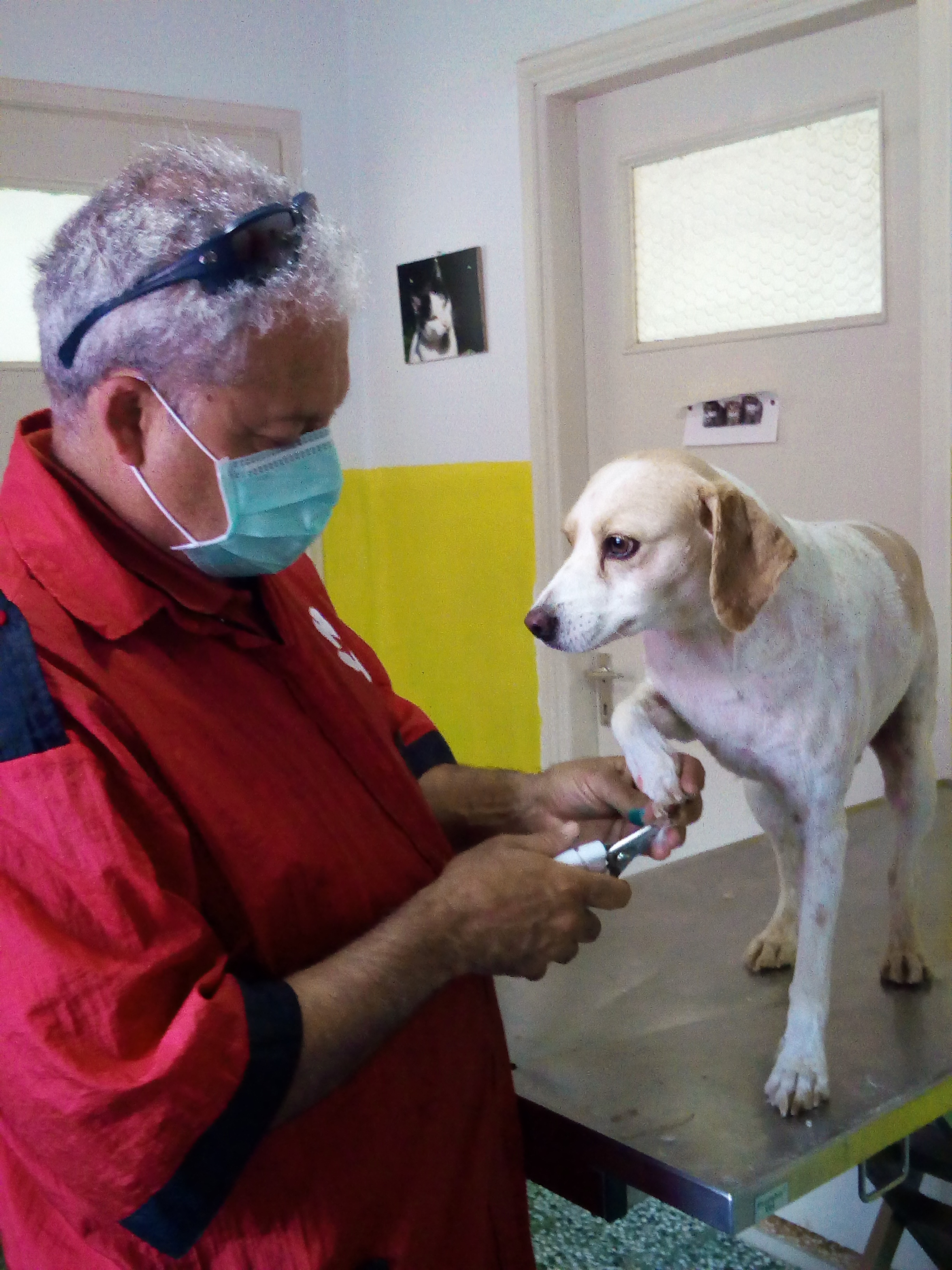 Dr. Vasalakis cuts the nails of our dog Liza