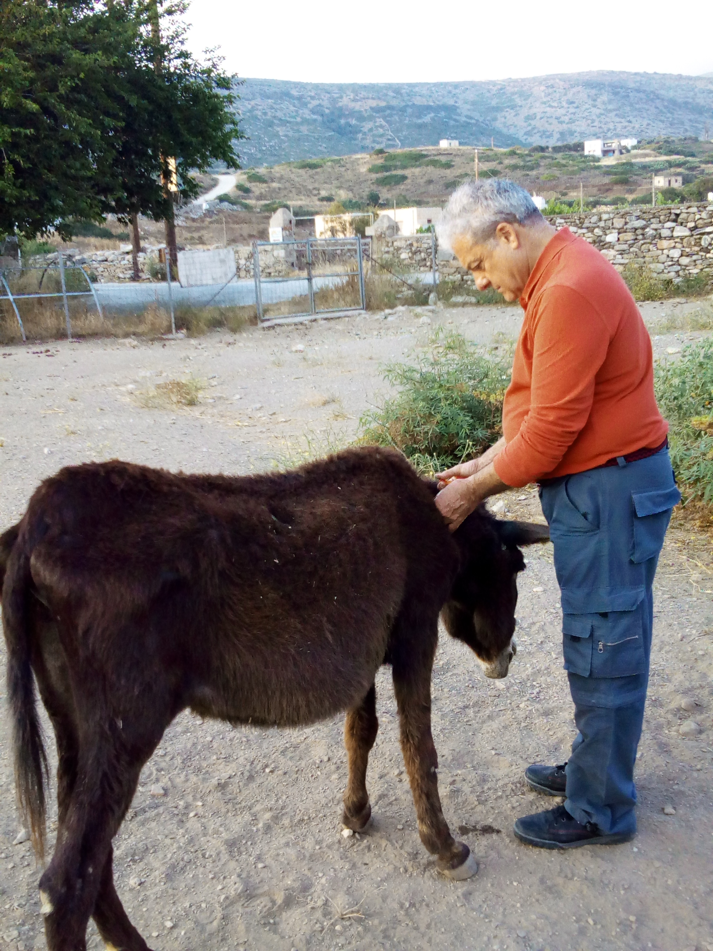 Our donkey Lakis receives treatment from Dr. Vasalakis