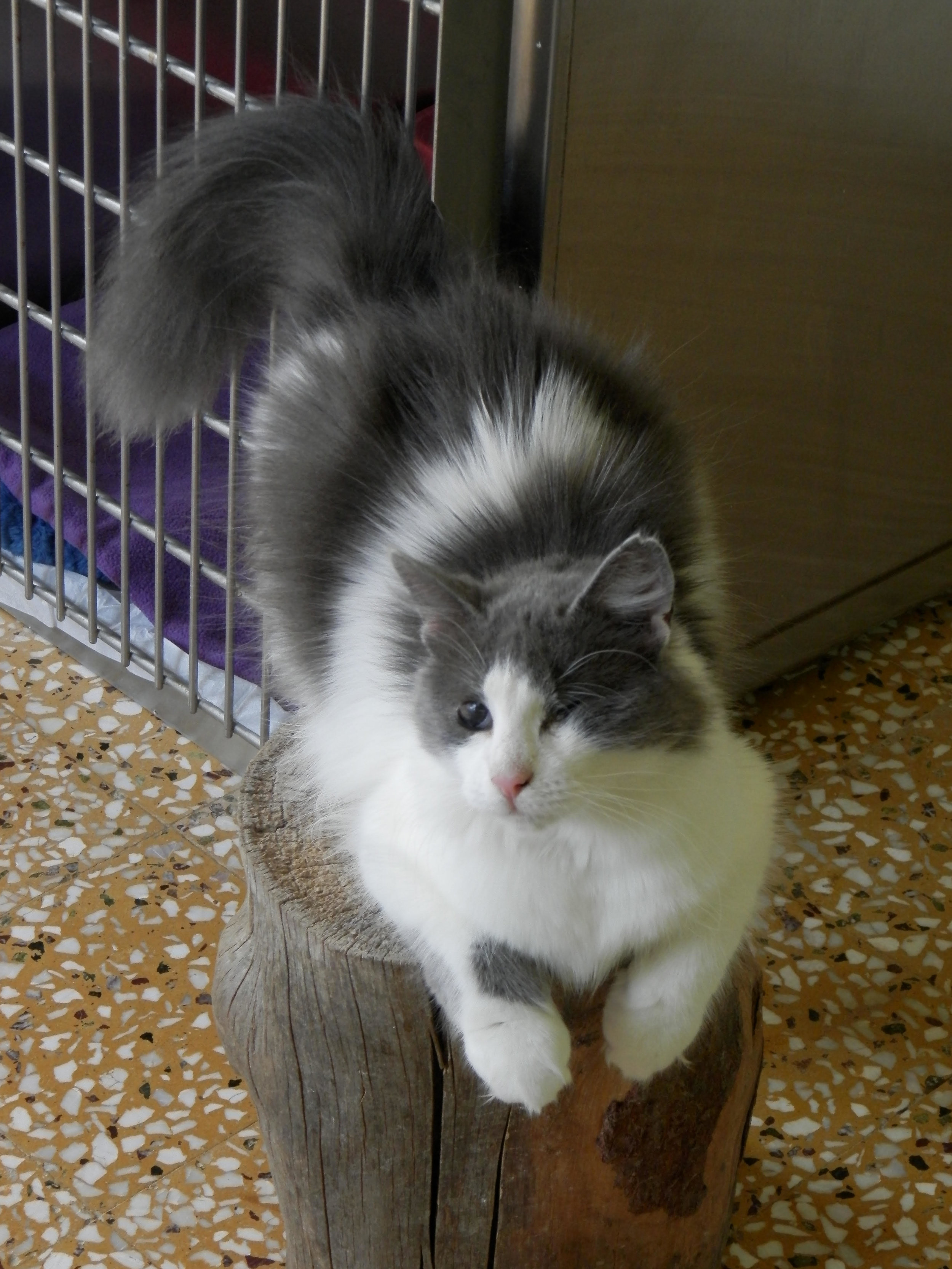  Fluffy, our beautiful gentle blind cat 