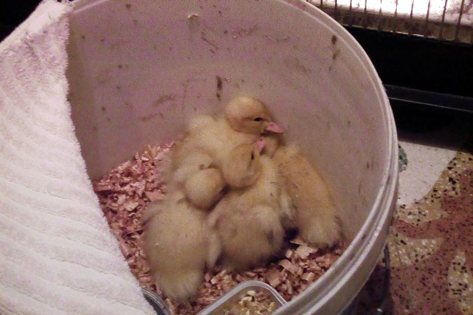 Ducklings of Amorgos