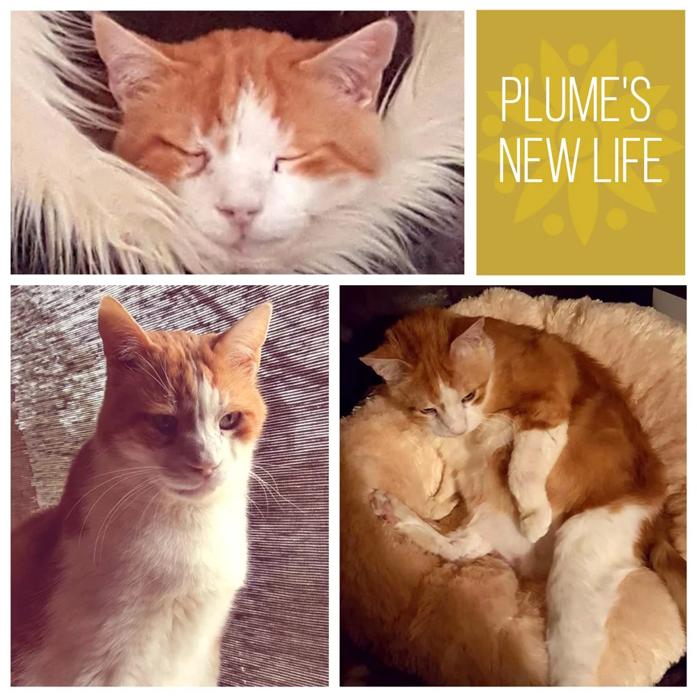 plume-collage.jpg