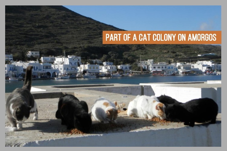cat colony (1).jpg