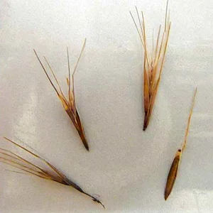 The Danger of Grass Awn