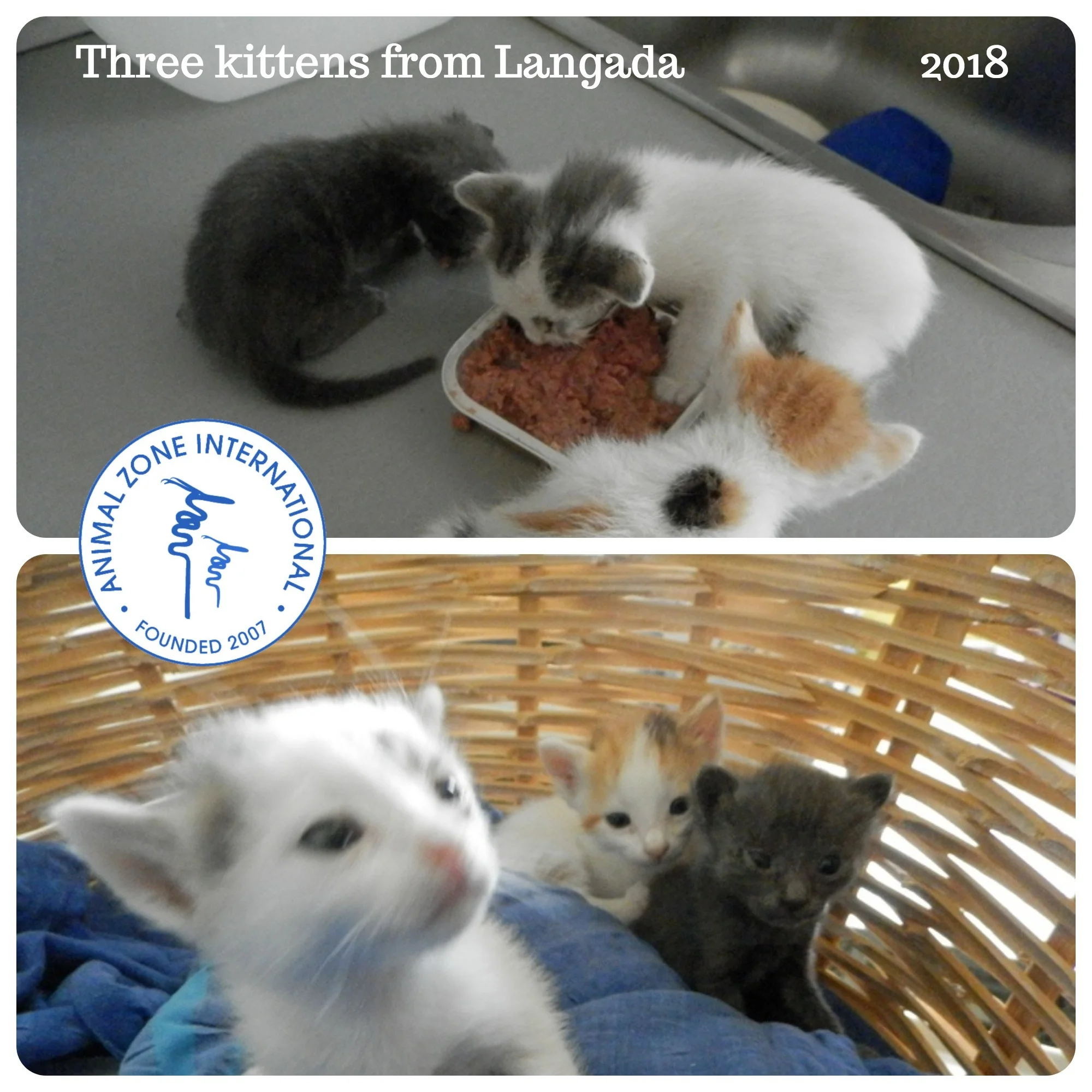 kittenslangada.jpg