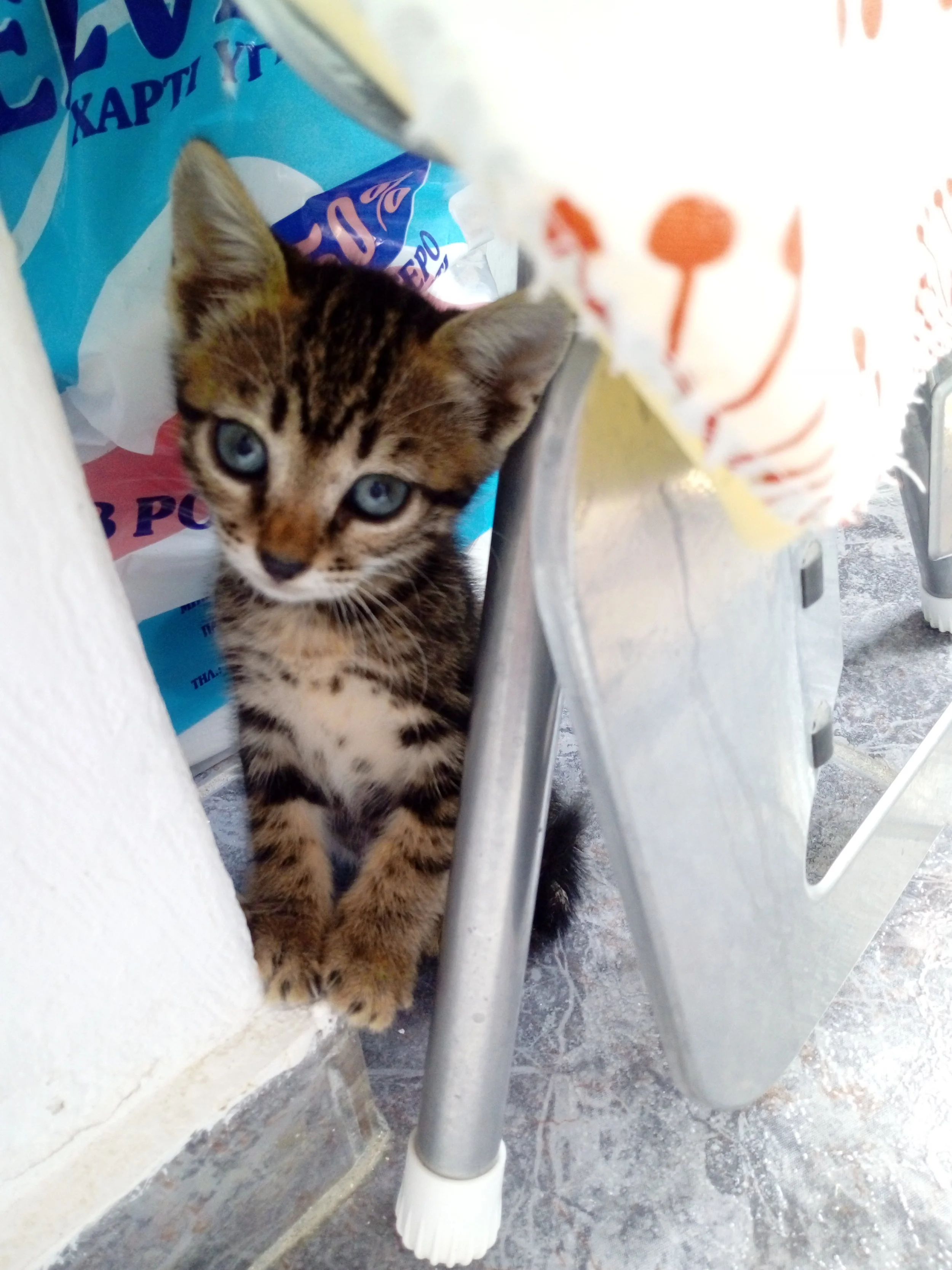 Frinta has been adopted!