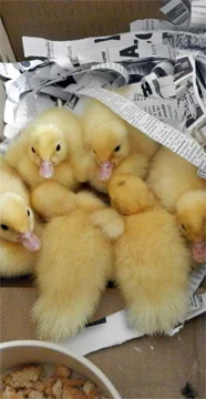 ducks.jpg