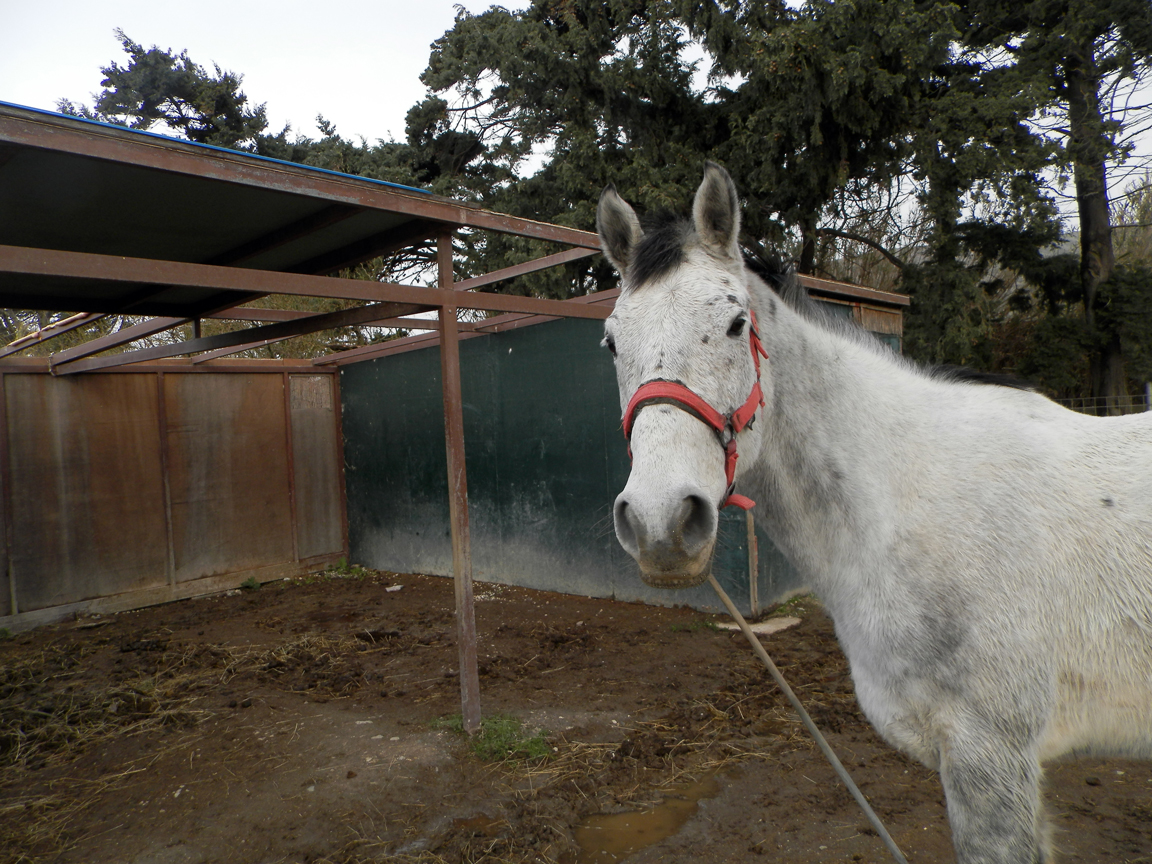 Equine Shelter Fundraiser