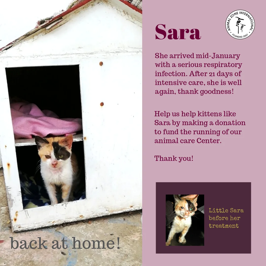 sara-cat.jpg