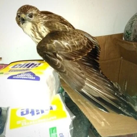Rescue of an Injured Buzzard
