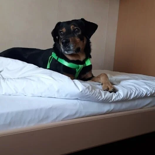 Ivan is Adopted