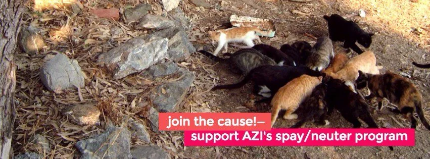 Autumn sterilization program: Nov 22–26, 2021