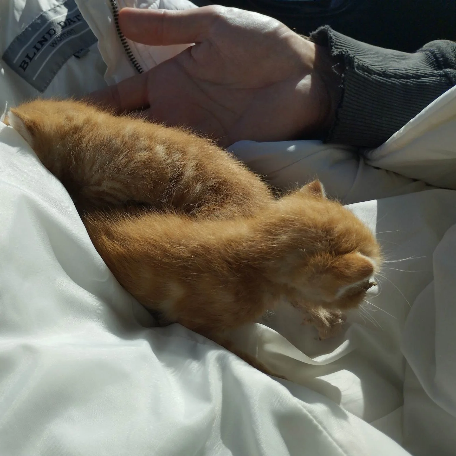 Two orphaned kittens are adopted