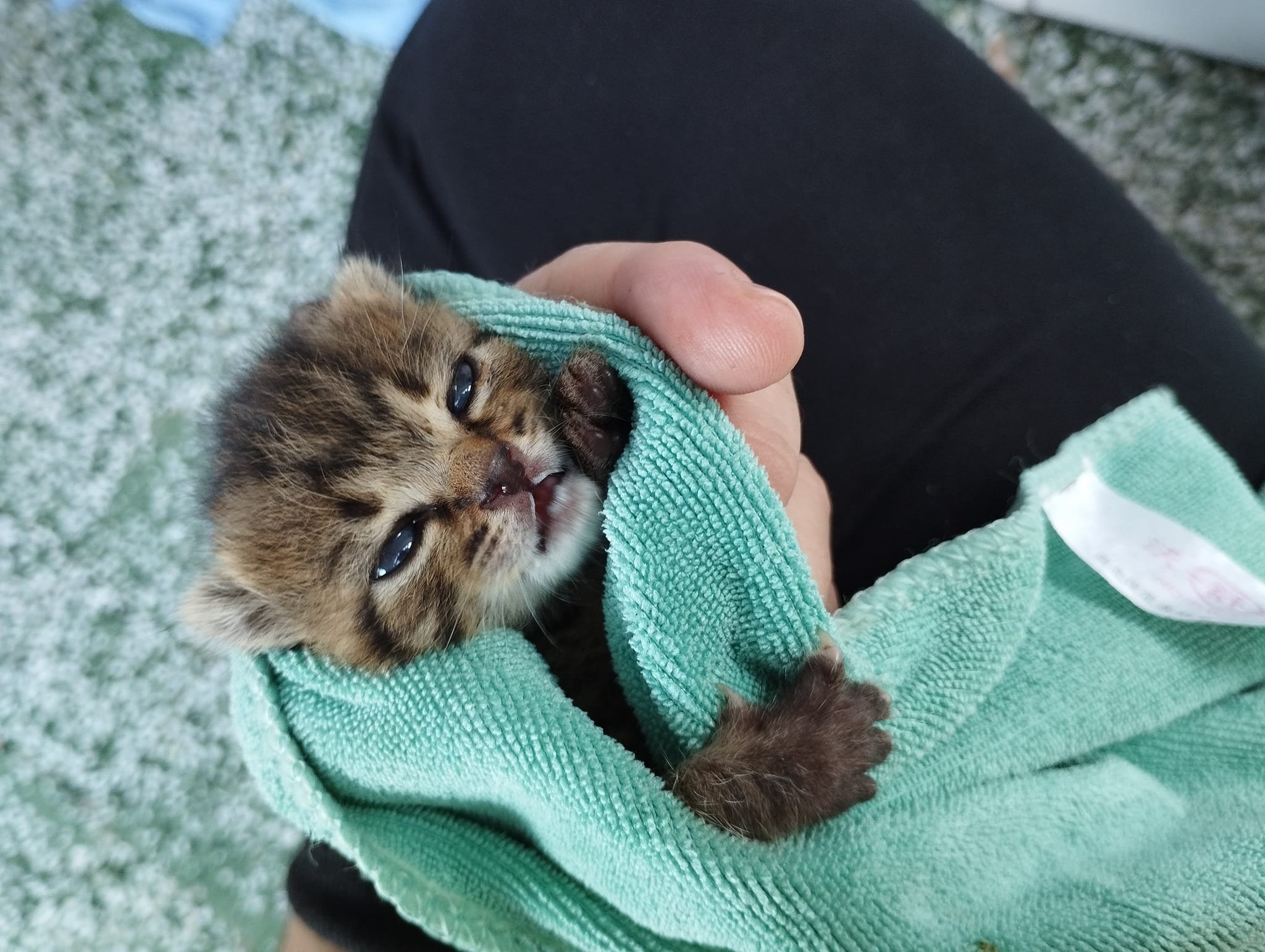 An August kitten