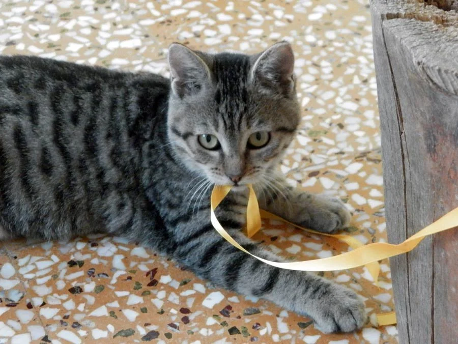 From the Streets of Amorgos to the Lights of Paris: Celine’s 7-Year Journey Home