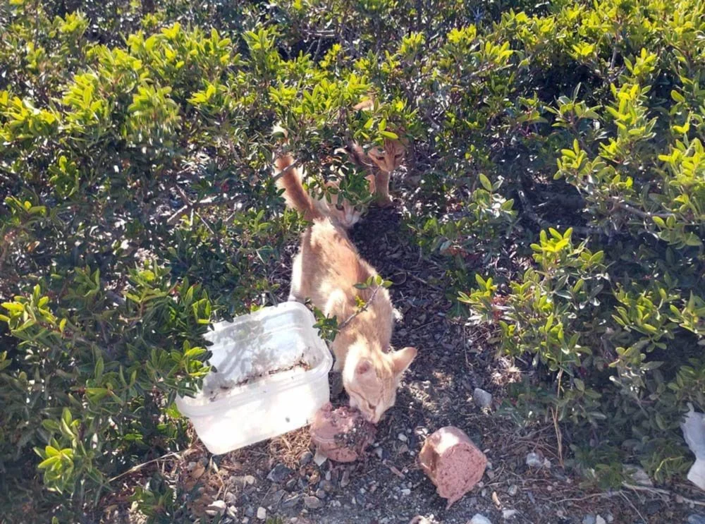 The Cycle of Cruelty: Why Education and Sterilization Must Replace Abandonment