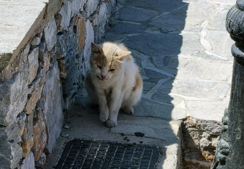 More than just tourists: the people who changed lives on Amorgos this summer