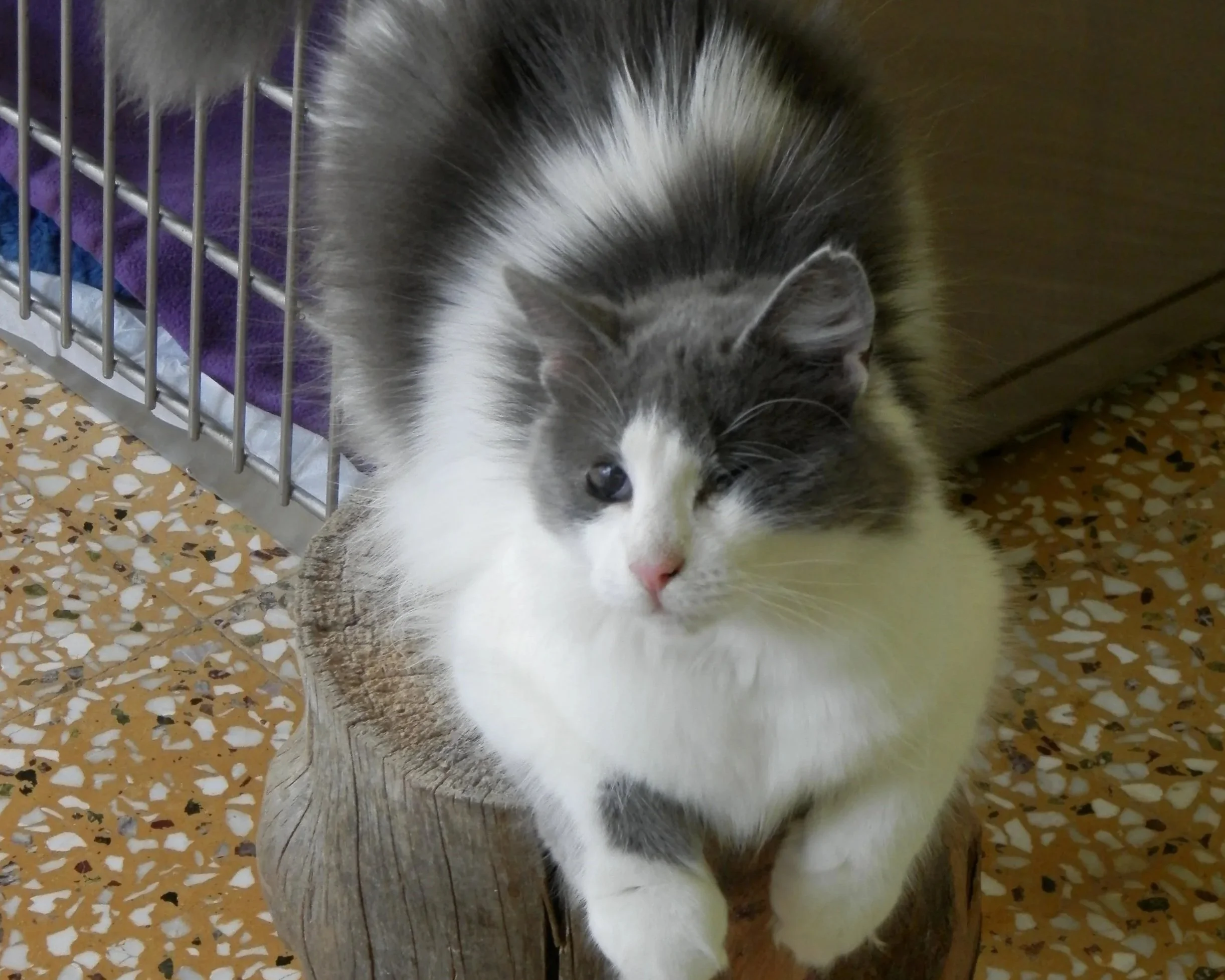 Fluffy