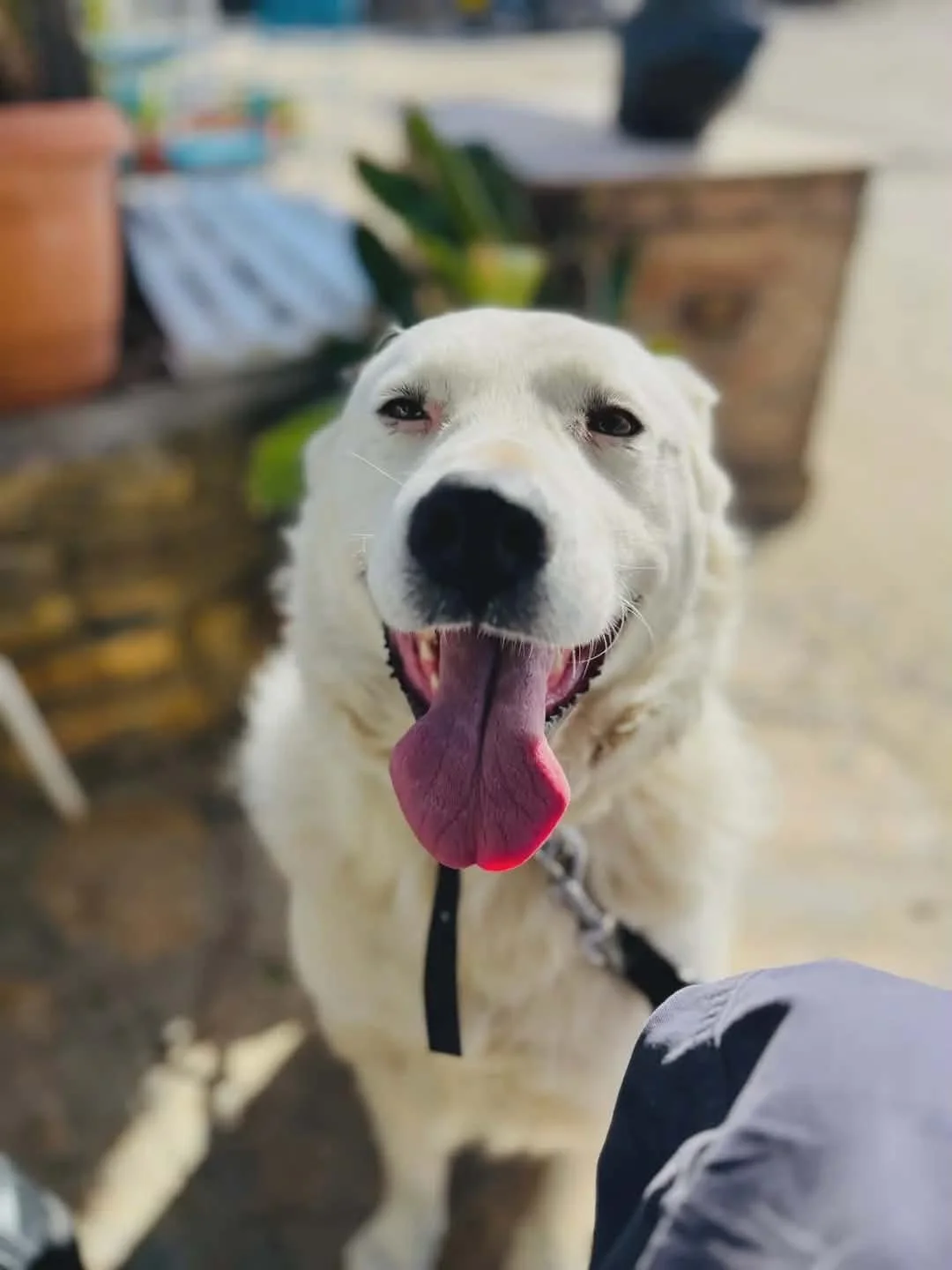 Max
