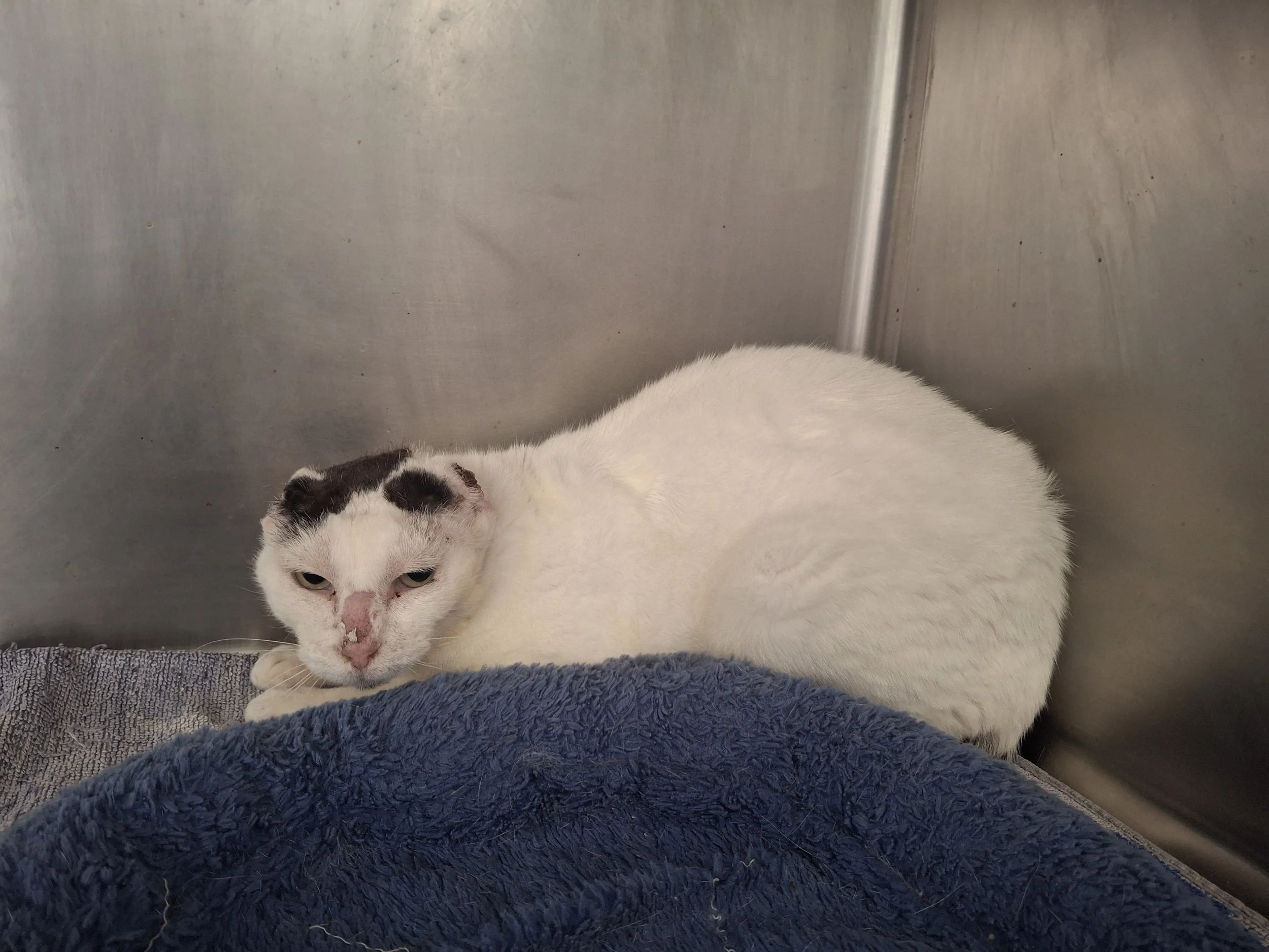 The life-changing impact of AZI's programs
