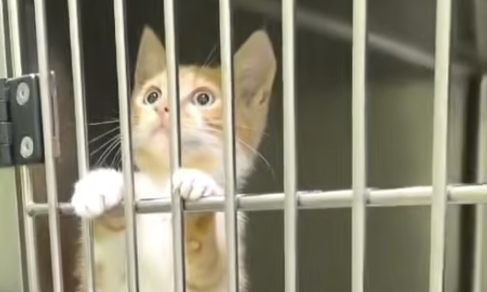 Little Kostis: A Tiny Life Saved by Quick Action and Teamwork