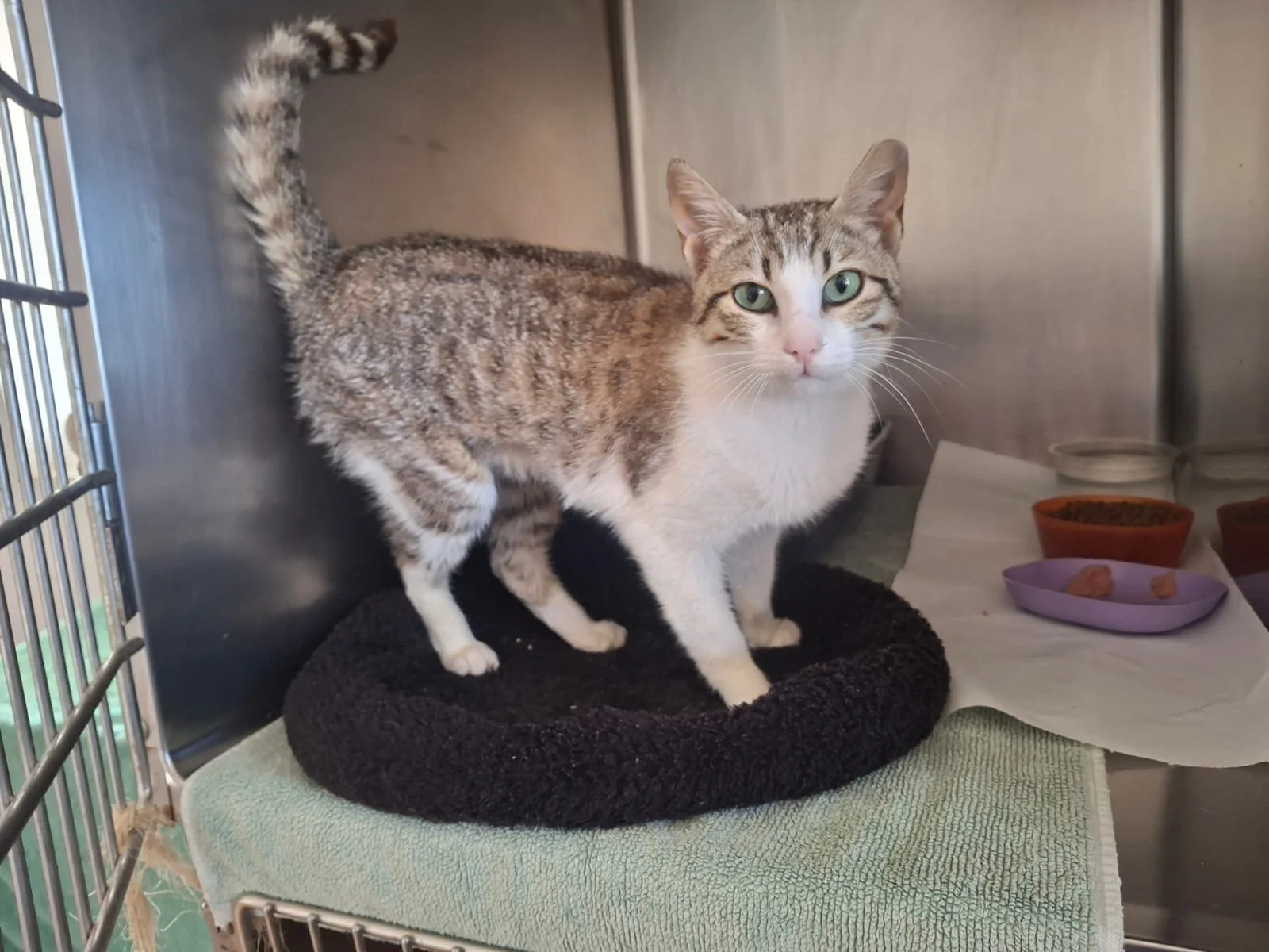 Elena: A Gentle Stray Cat's Journey to a New Beginning