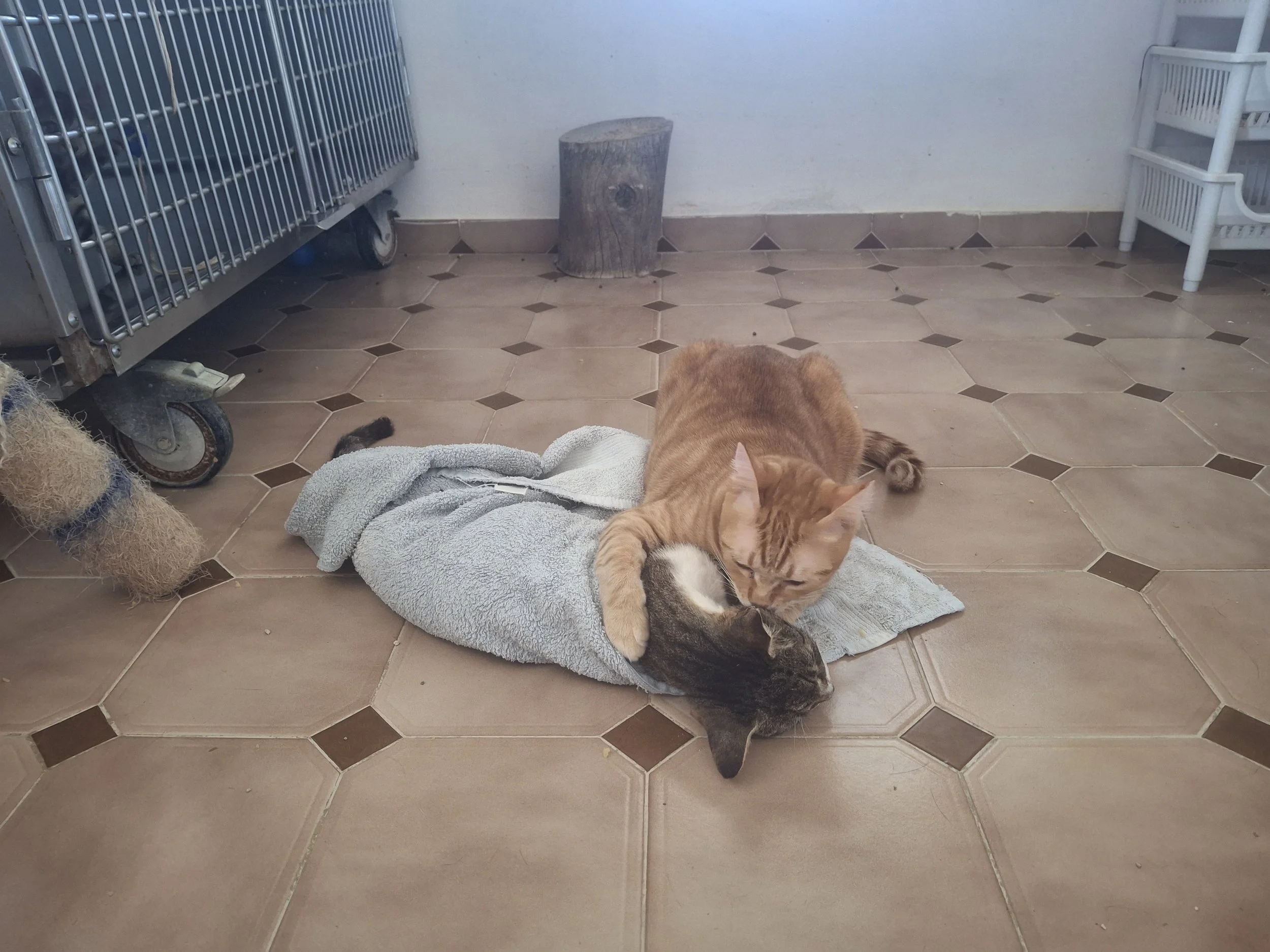 A Tender Moment: Showing Care for a Sick Cat