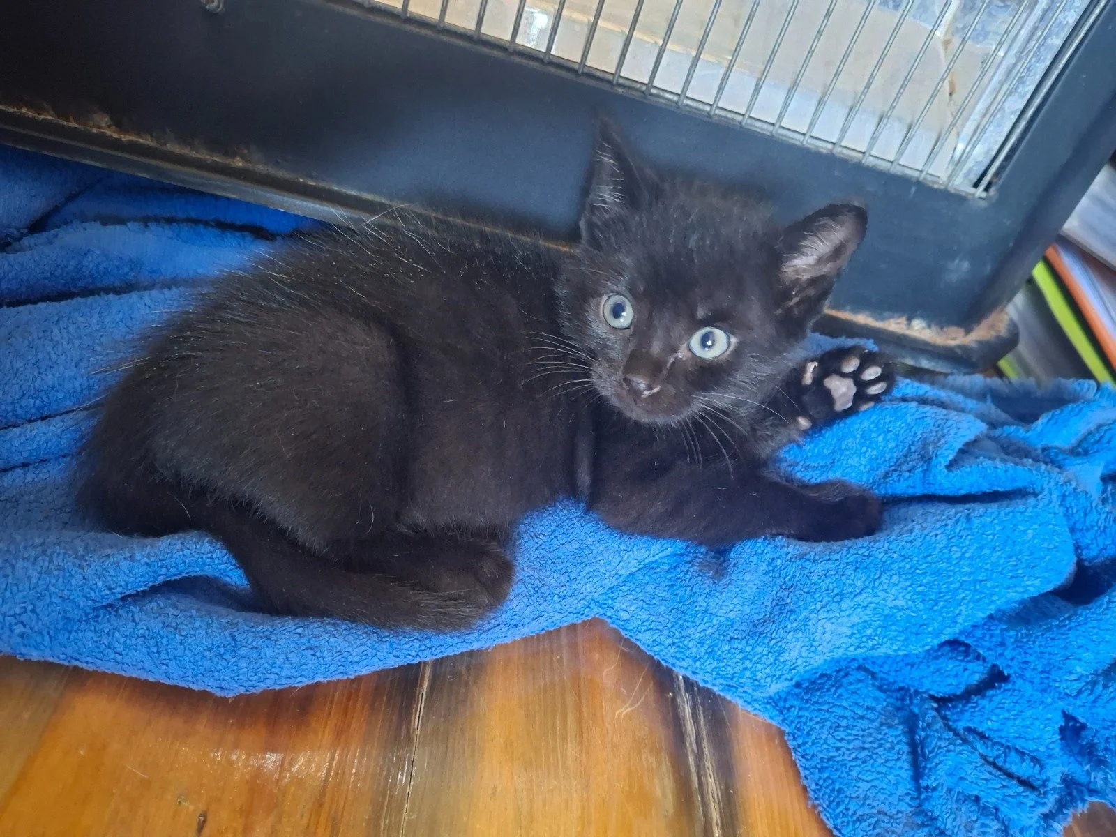 Little Bagheera: An Orphaned Kitten Looking for a Home