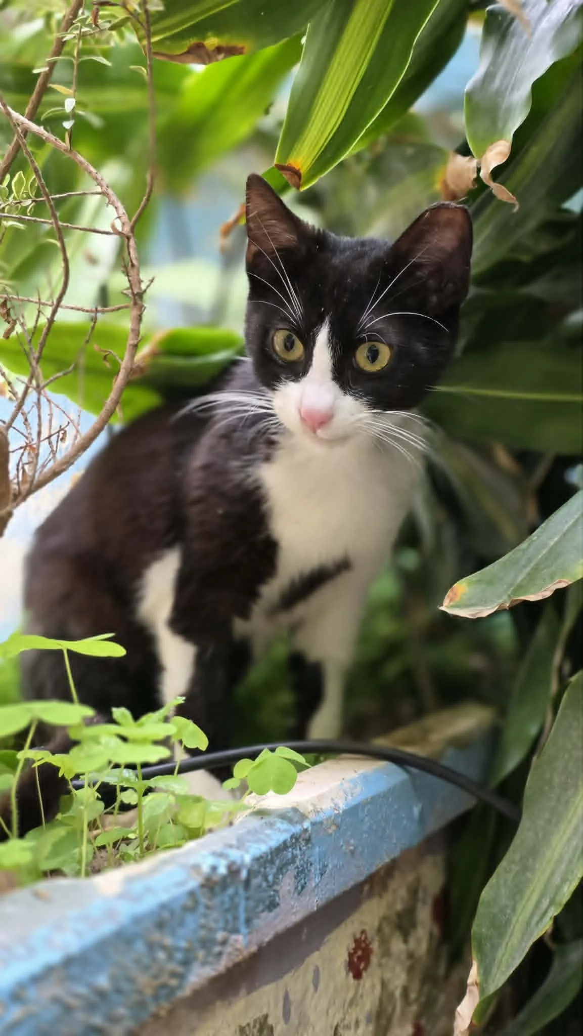 Update on Puzzle: A Resilient Cat’s Recovery Journey