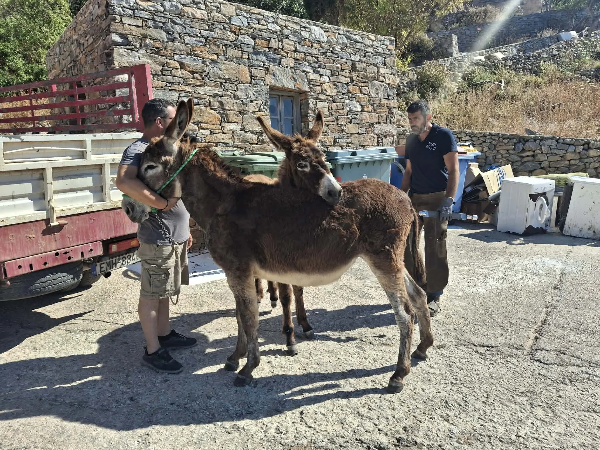 Animal Action in Amorgos: 13th Visit of the Equine Care Team
