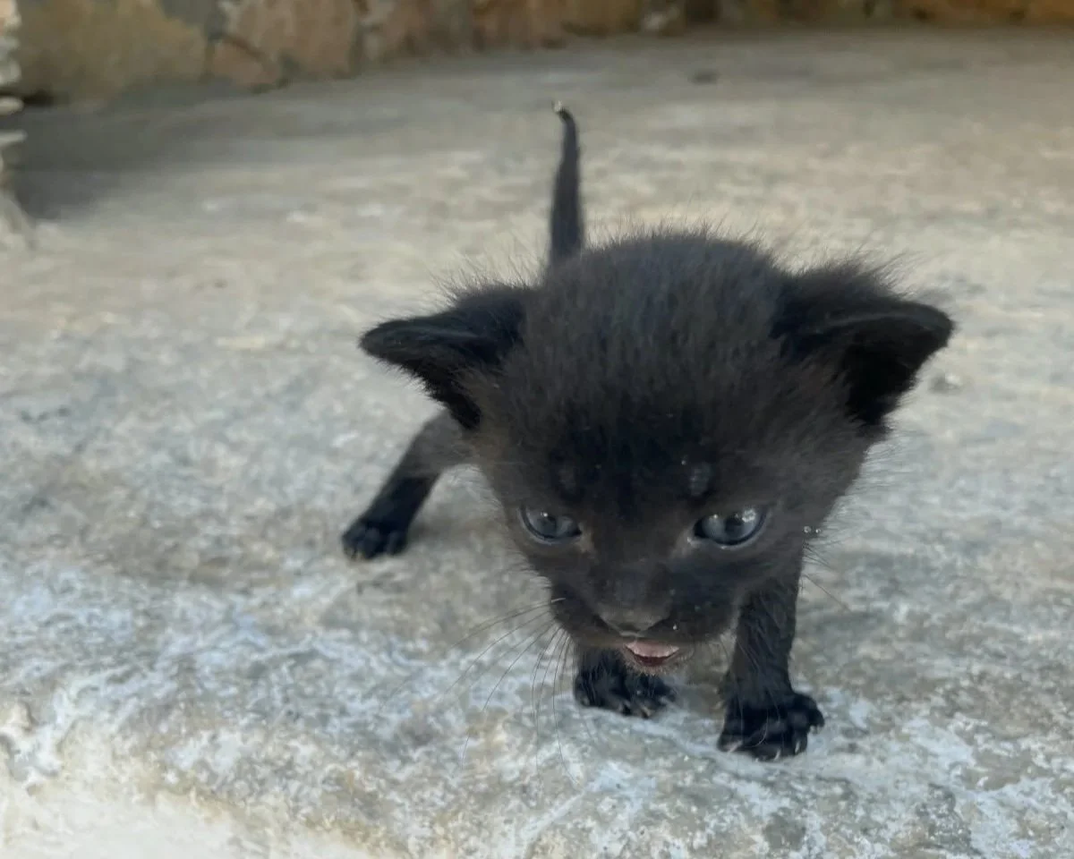 Four Tiny Lives Saved: The Aegiali Bus Stop Kittens 🐾