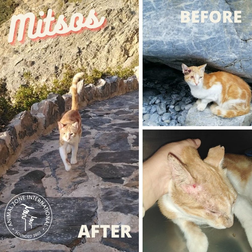 Mitsos — Animal Zone International Mitsos — Animal Zone International