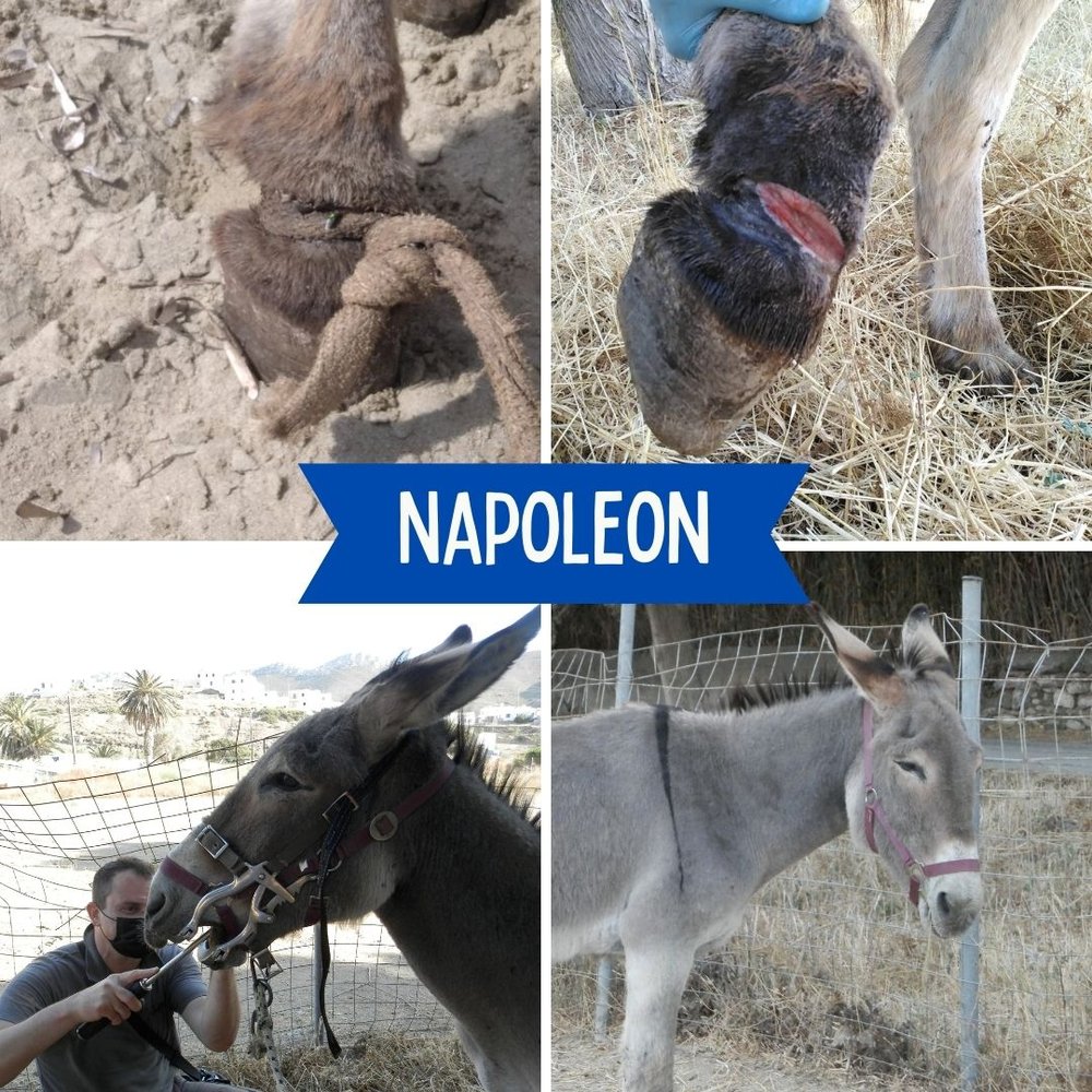 Equines — News — Animal Zone International Equines — News — Animal Zone International