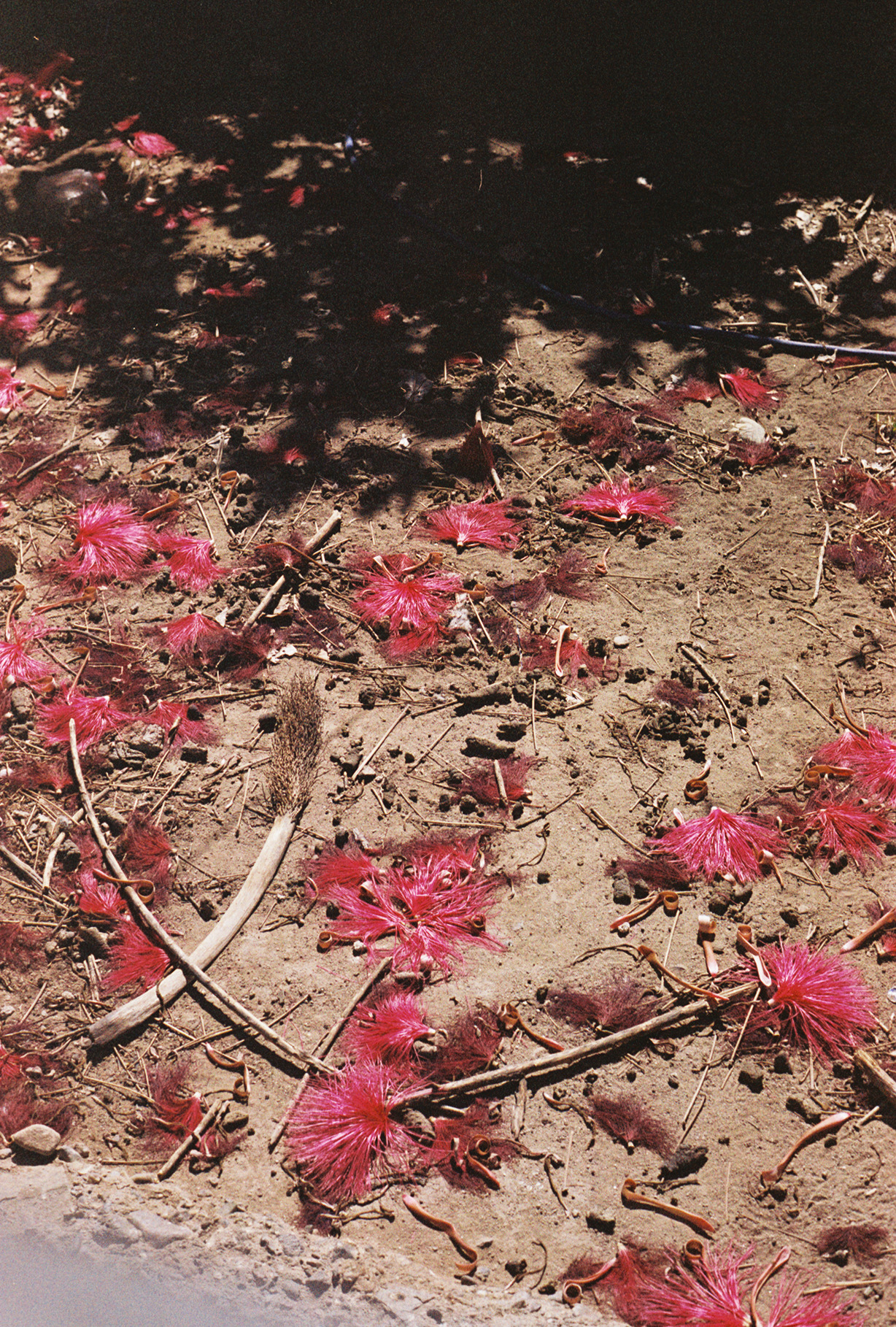 a Bombax tree. Photo by Krysta Jabczenski