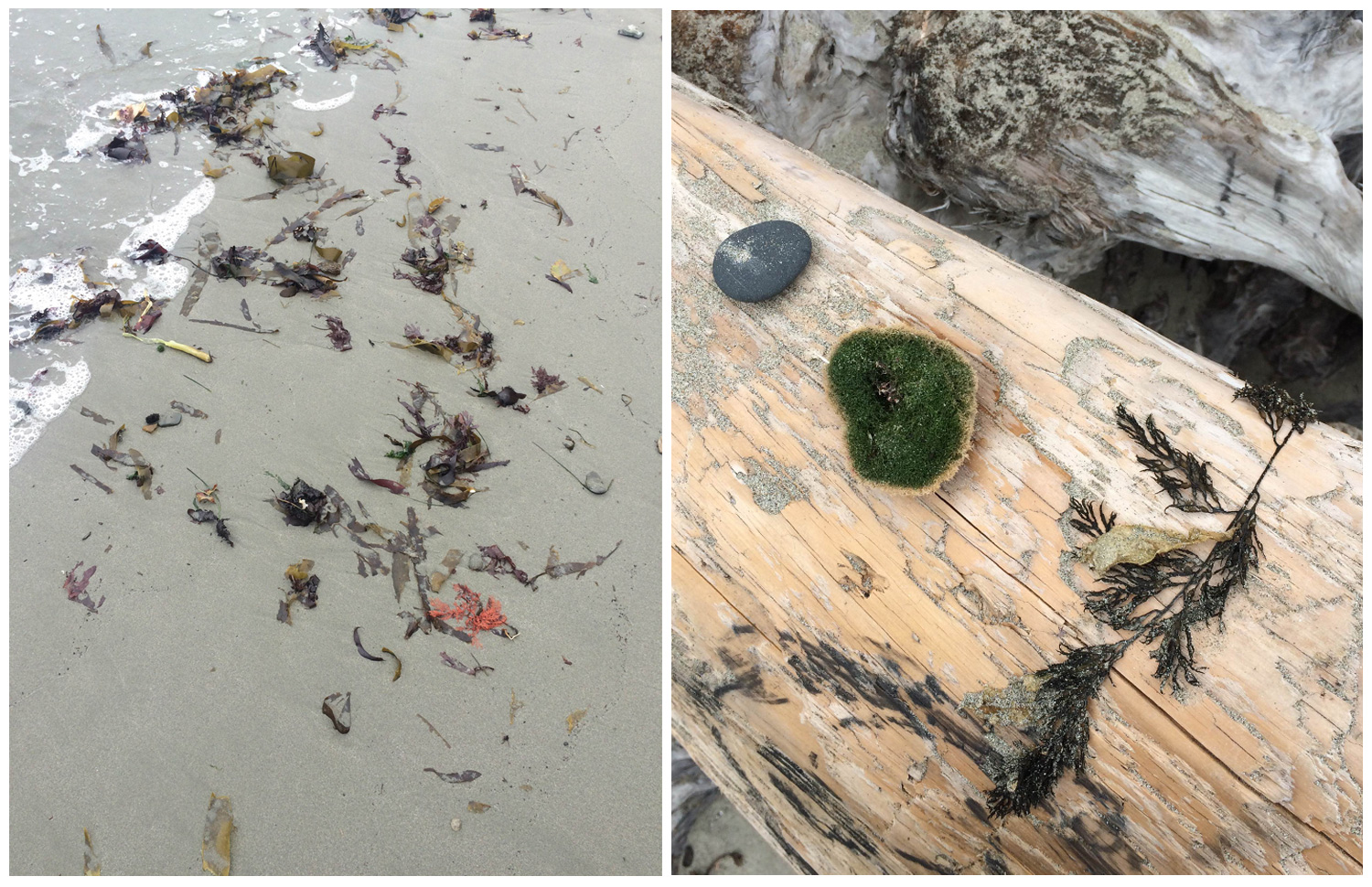 images from Mendocino Beach. photo by Lauren Ardis
