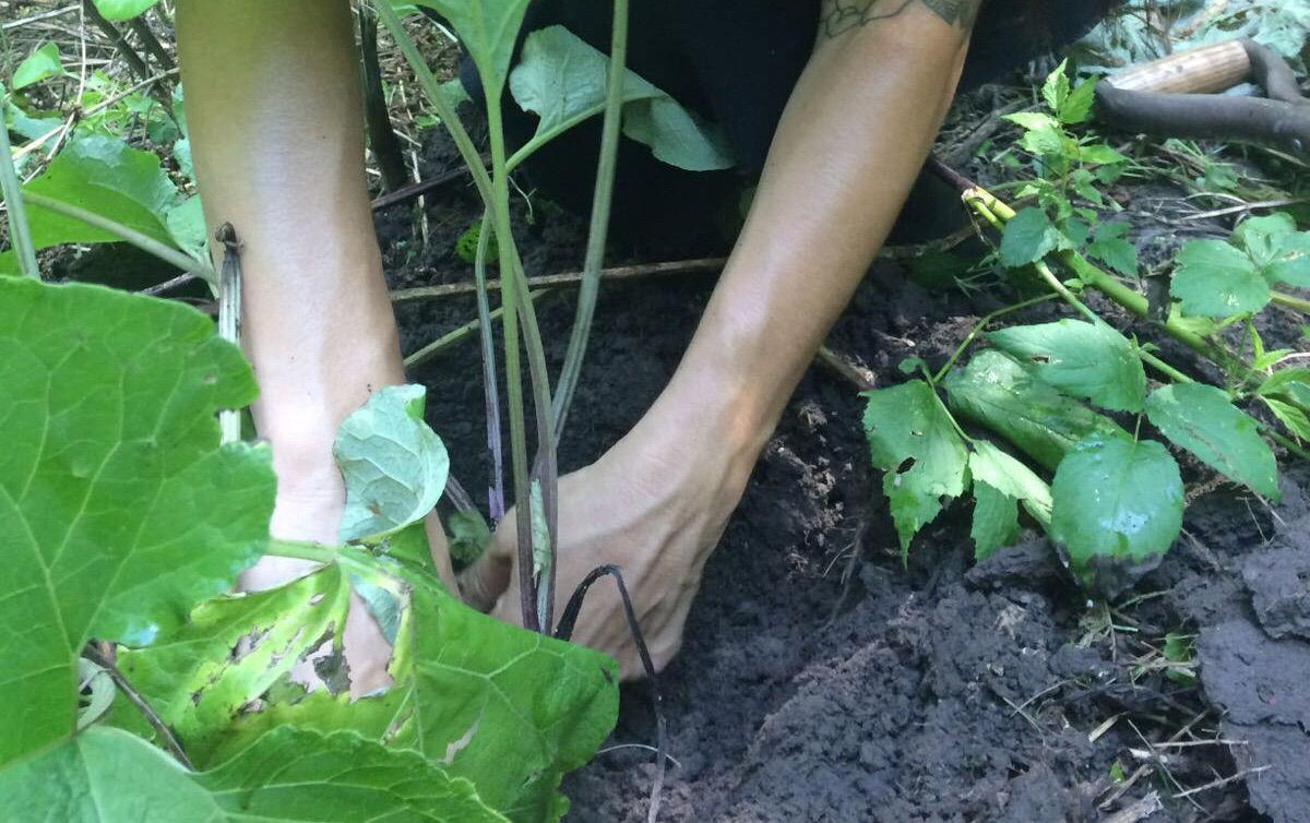 gobo harvest