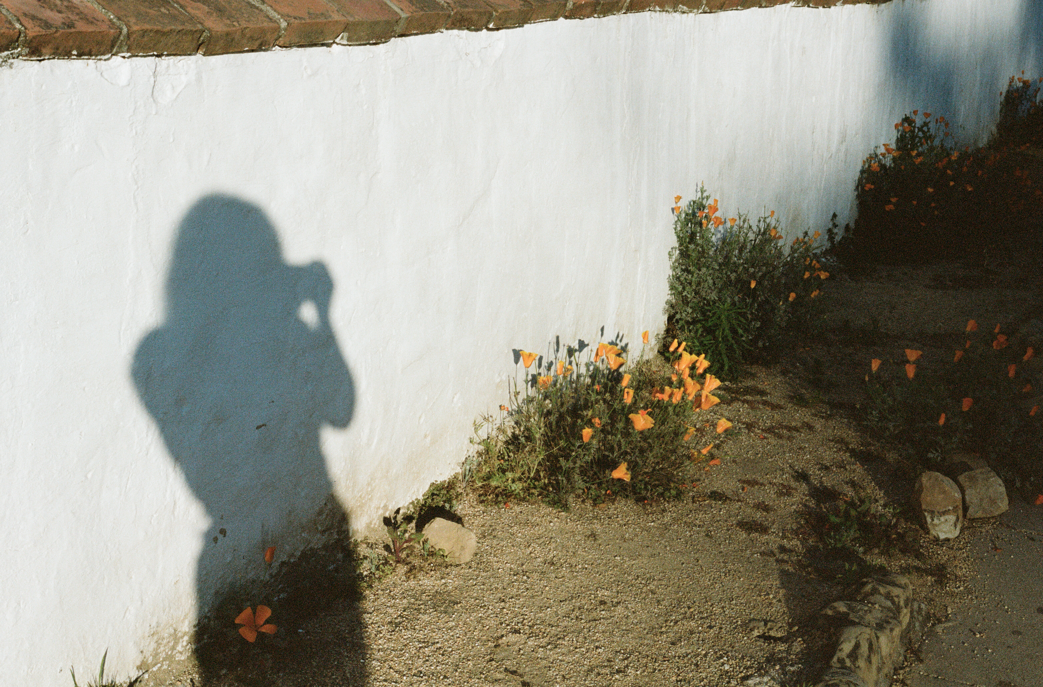 Julie and poppies
